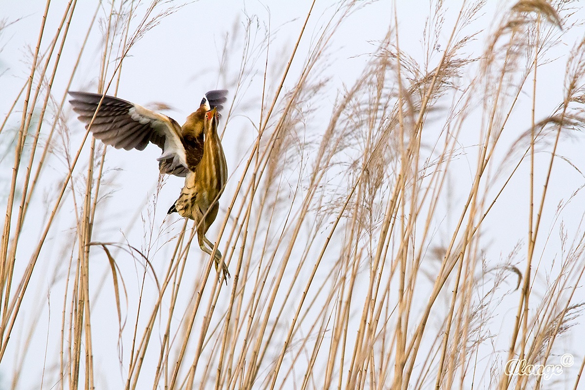 Bittern...