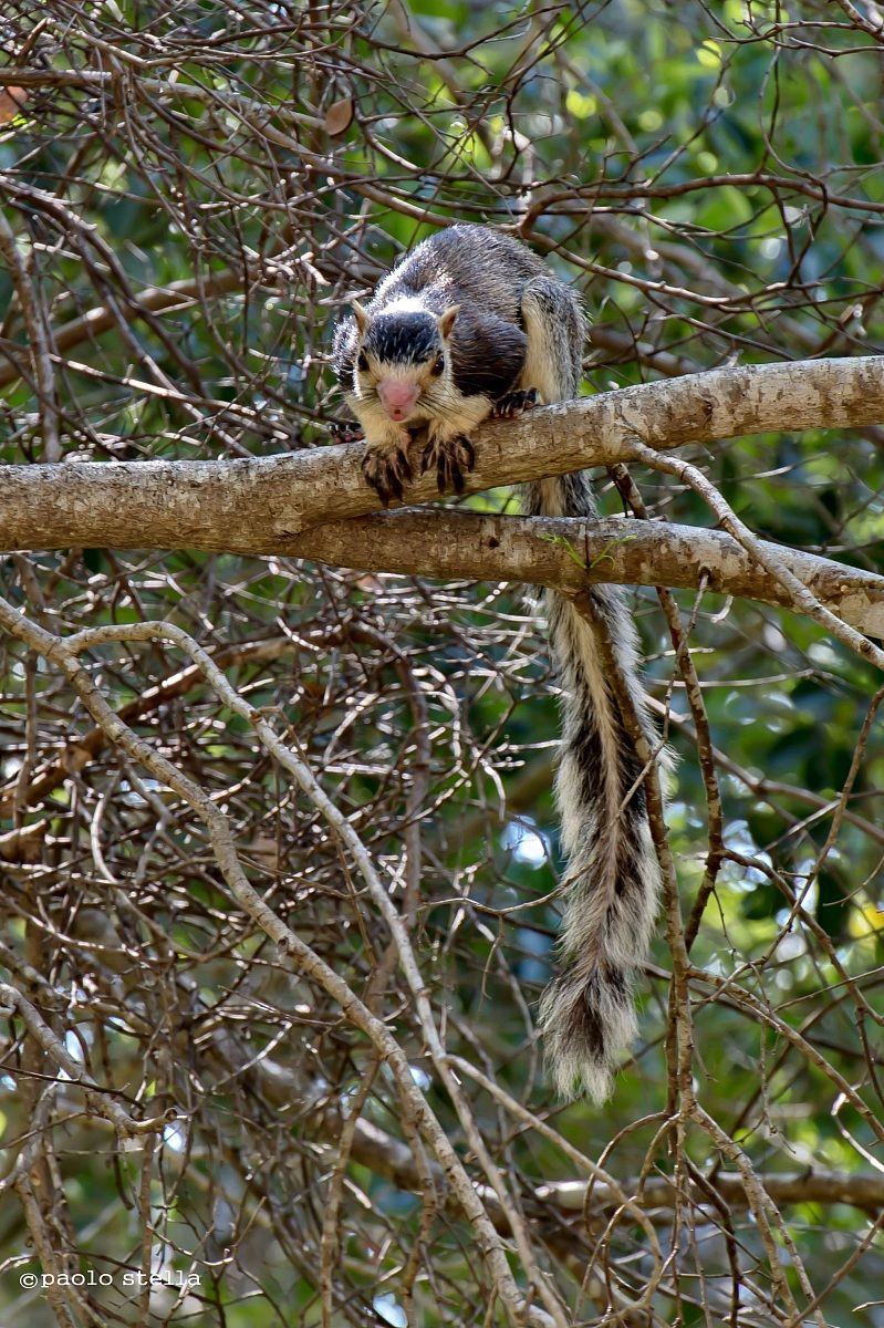 giant squirrel - Ratufa macroura...