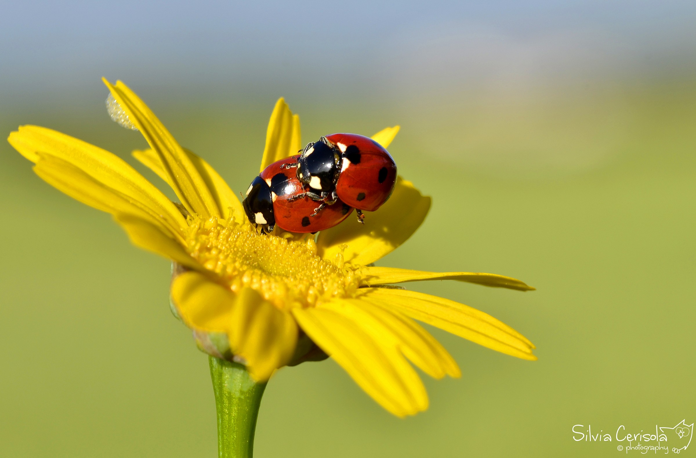 Ladybugs in love...