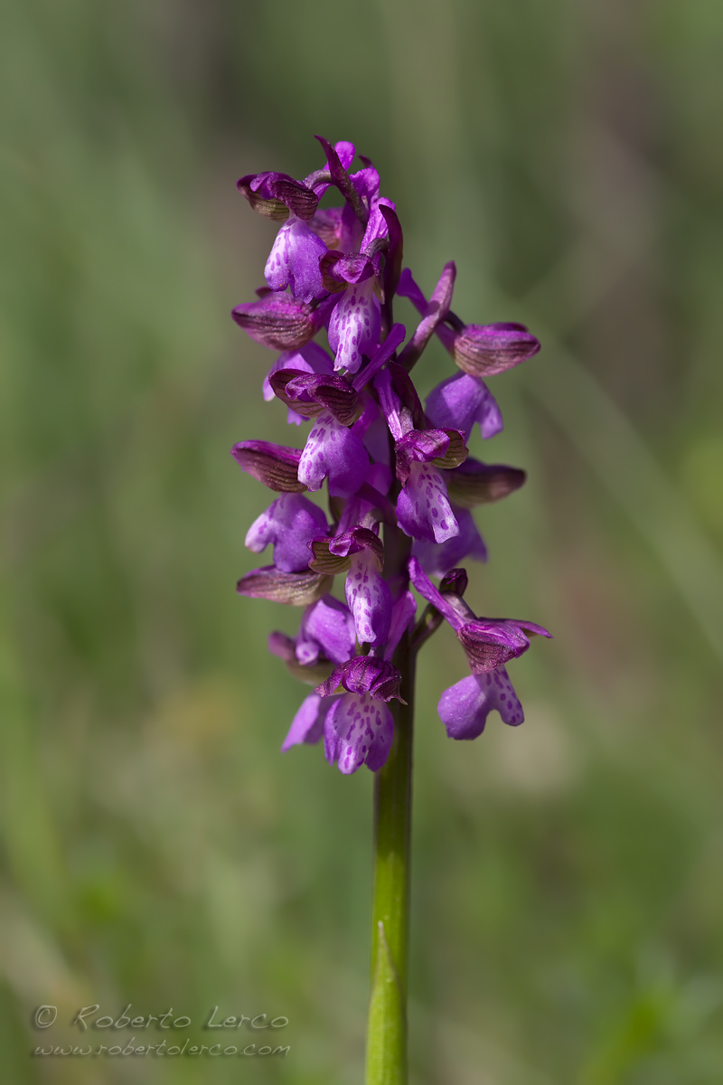 Orchis...