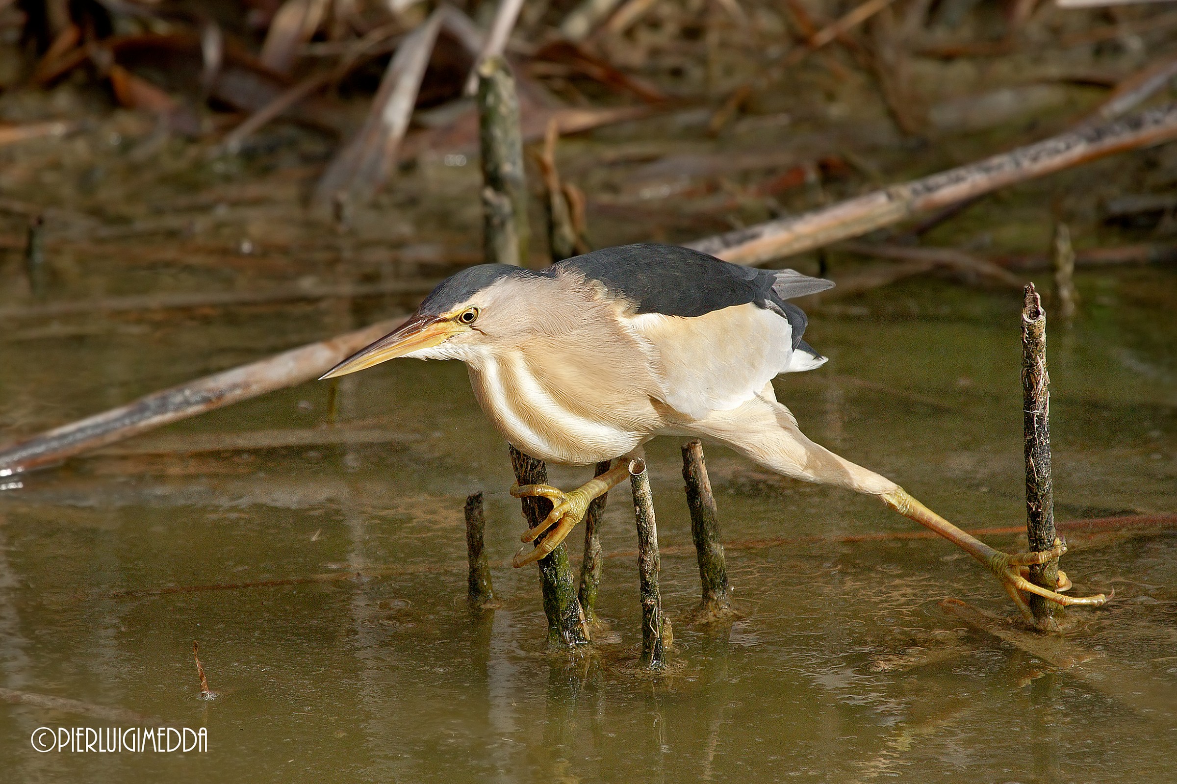 Bittern Ixobrychus minutus...