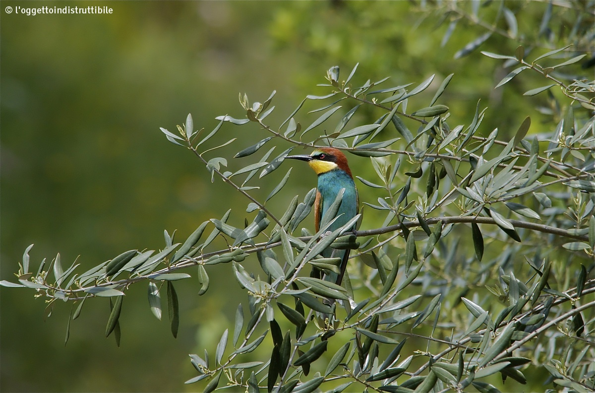 Bee-eater in a tree Olive Tree...