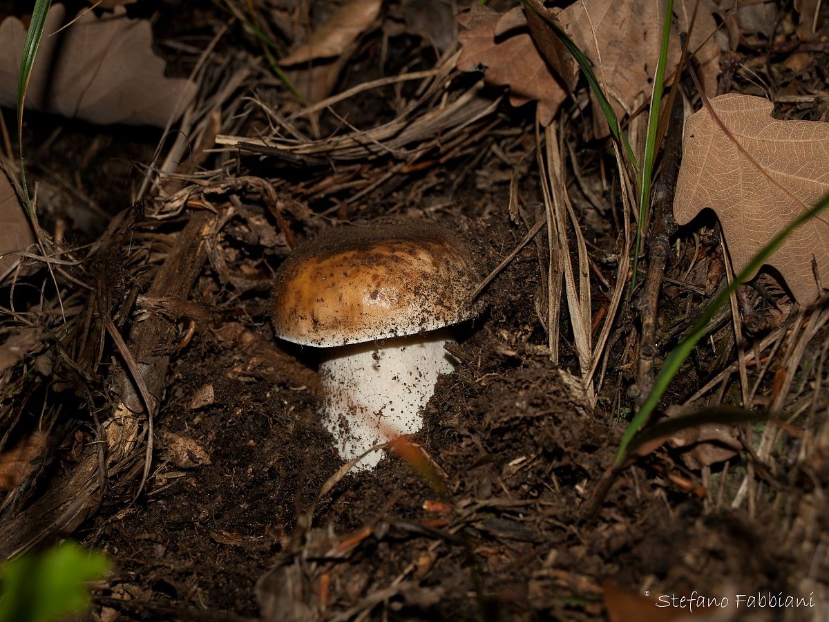A mushroom!...