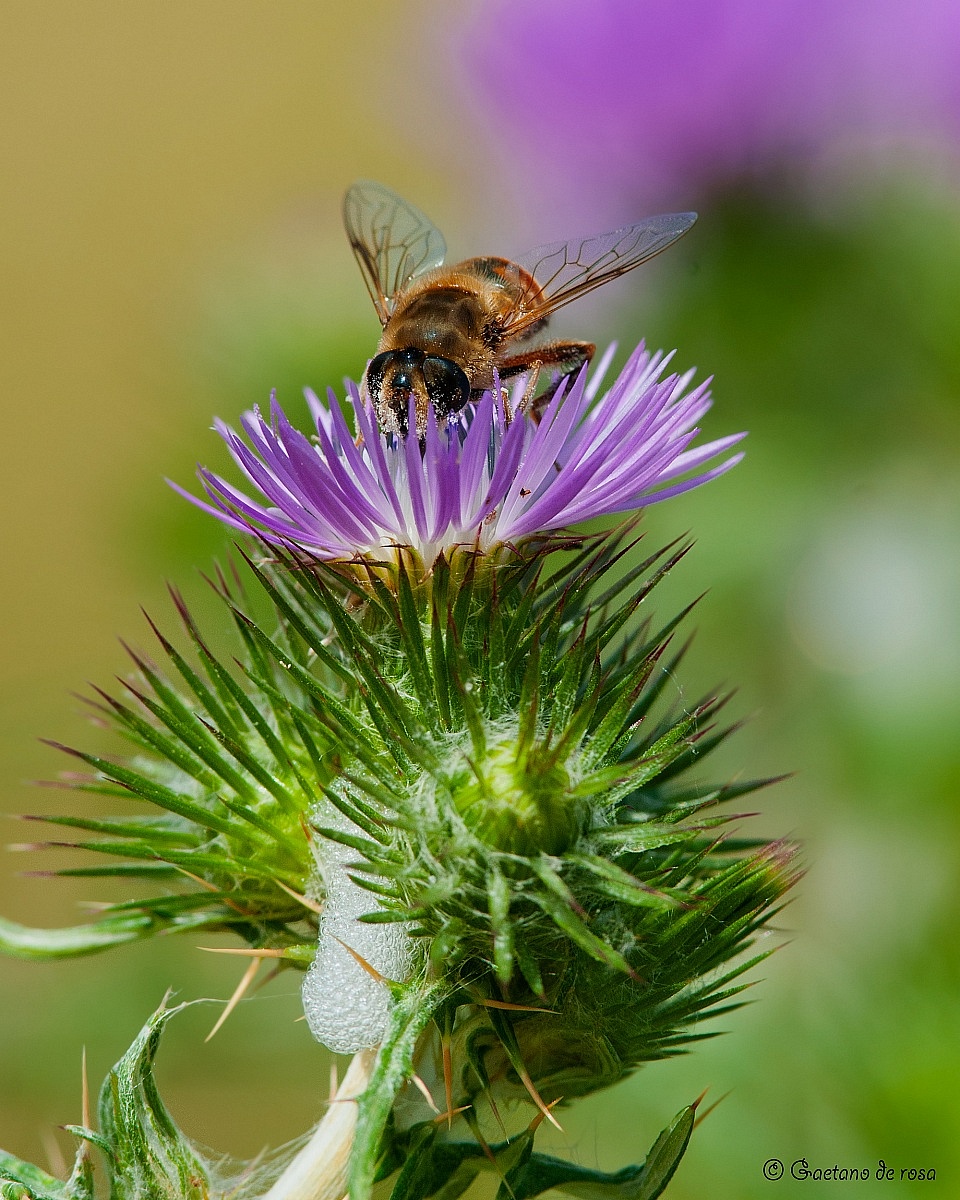 The Bee and thistle...