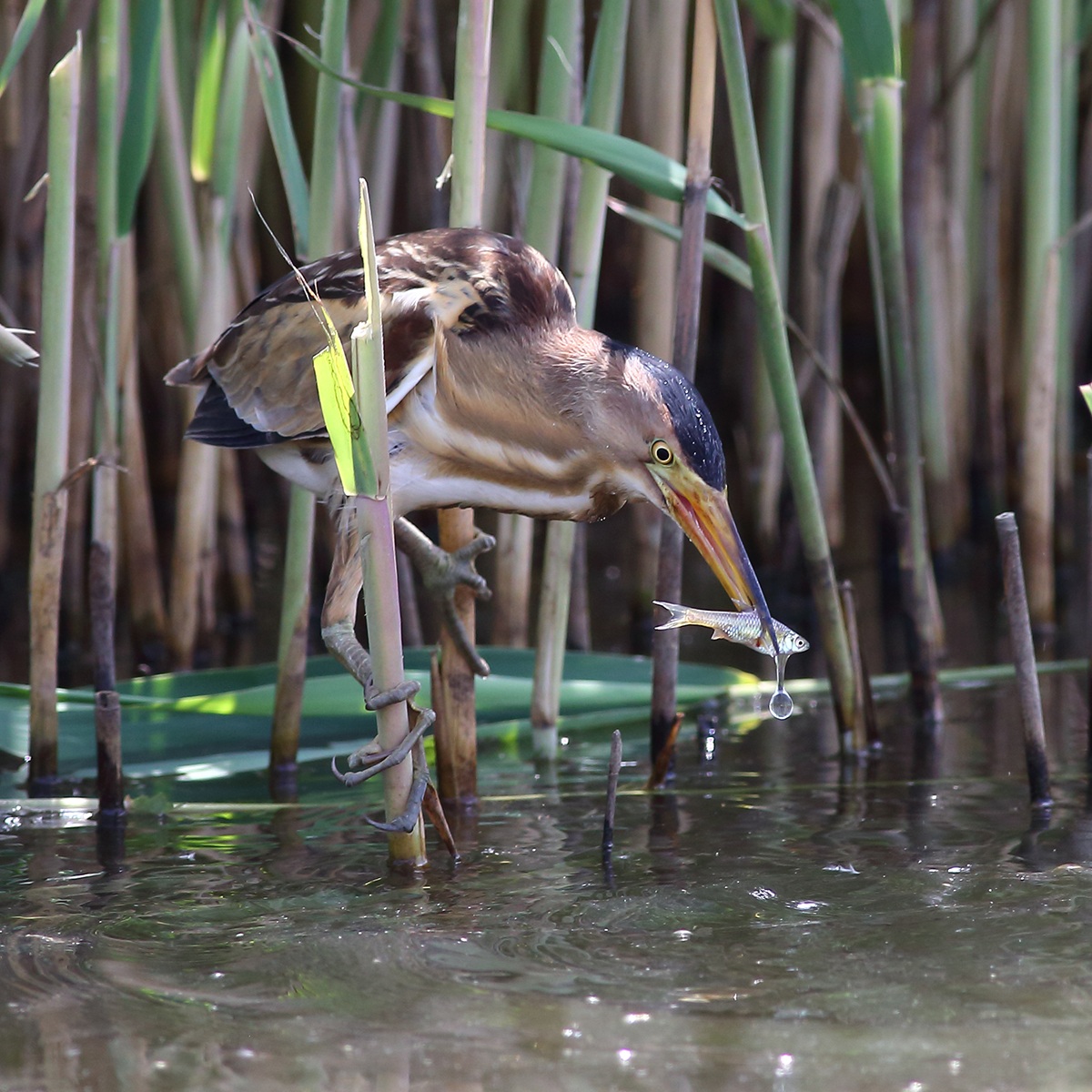 Lunch of the Little Bittern...
