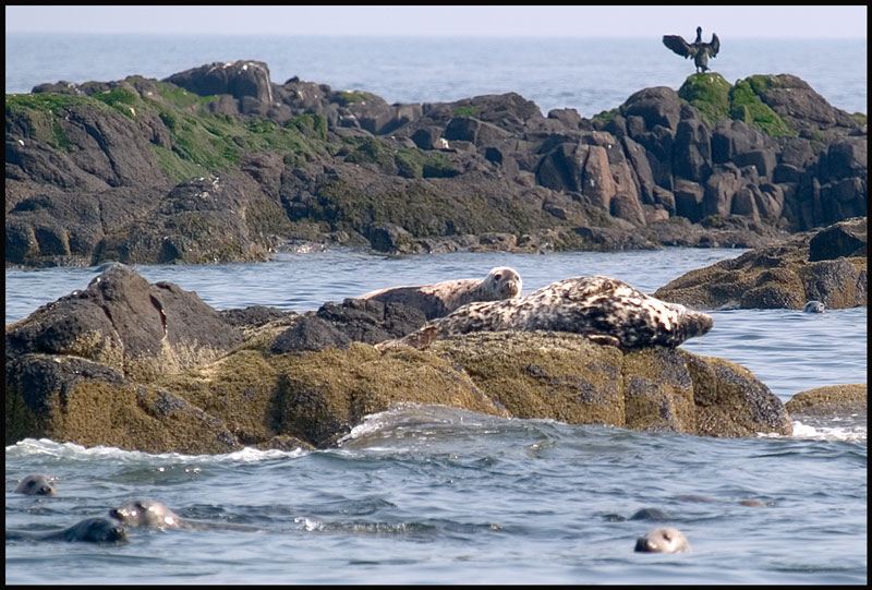 Seals on Isle of May...