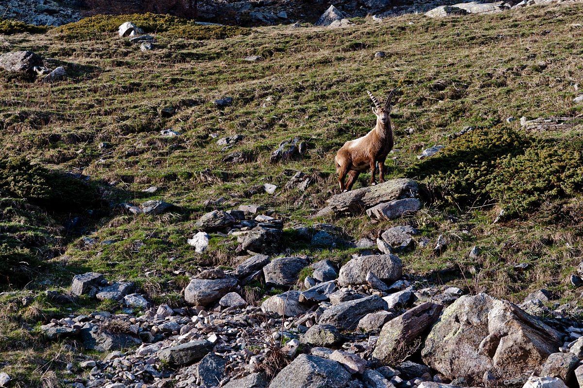 A stone's throw from the ibex .. 2!...