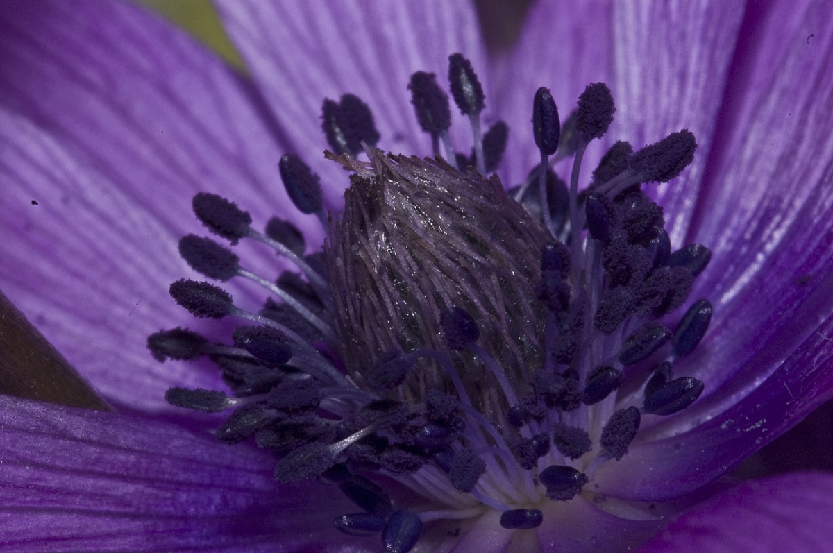Fiore viola...