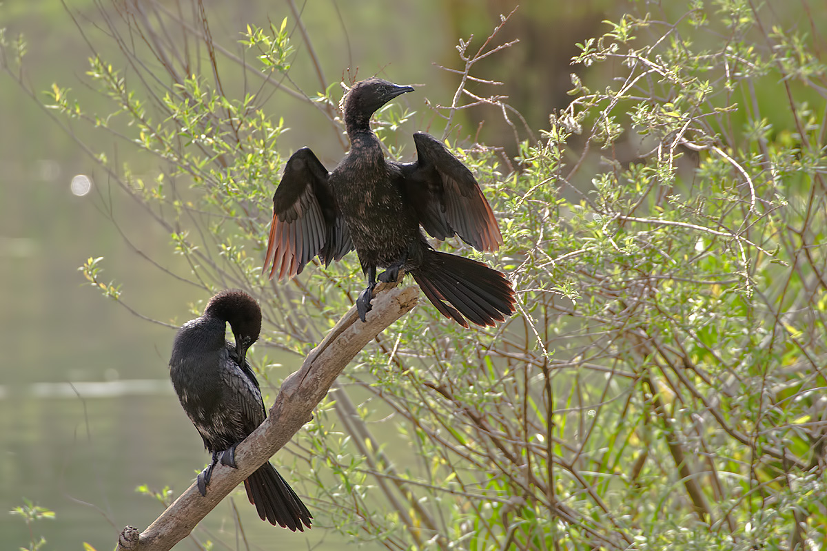 Pygmy cormorants...
