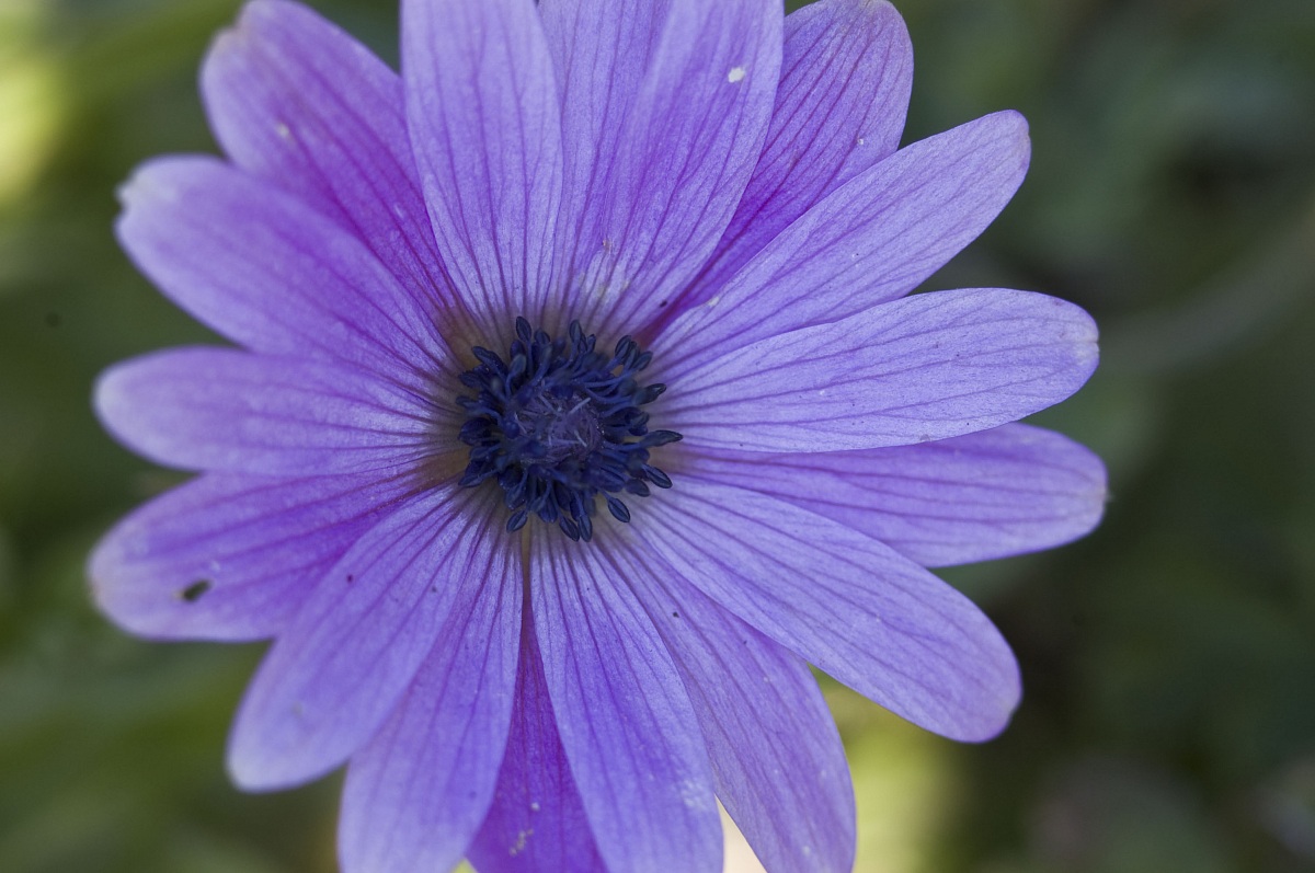 Fiore viola...