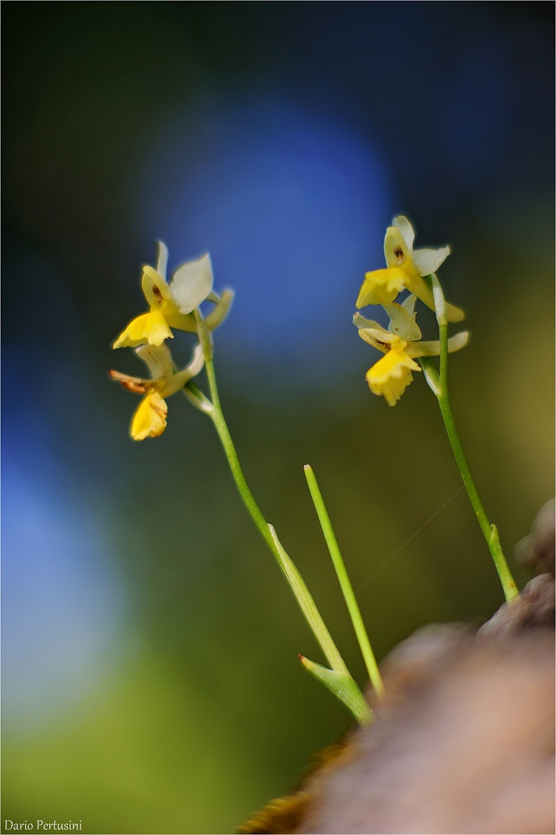 Orchis pauciflora...