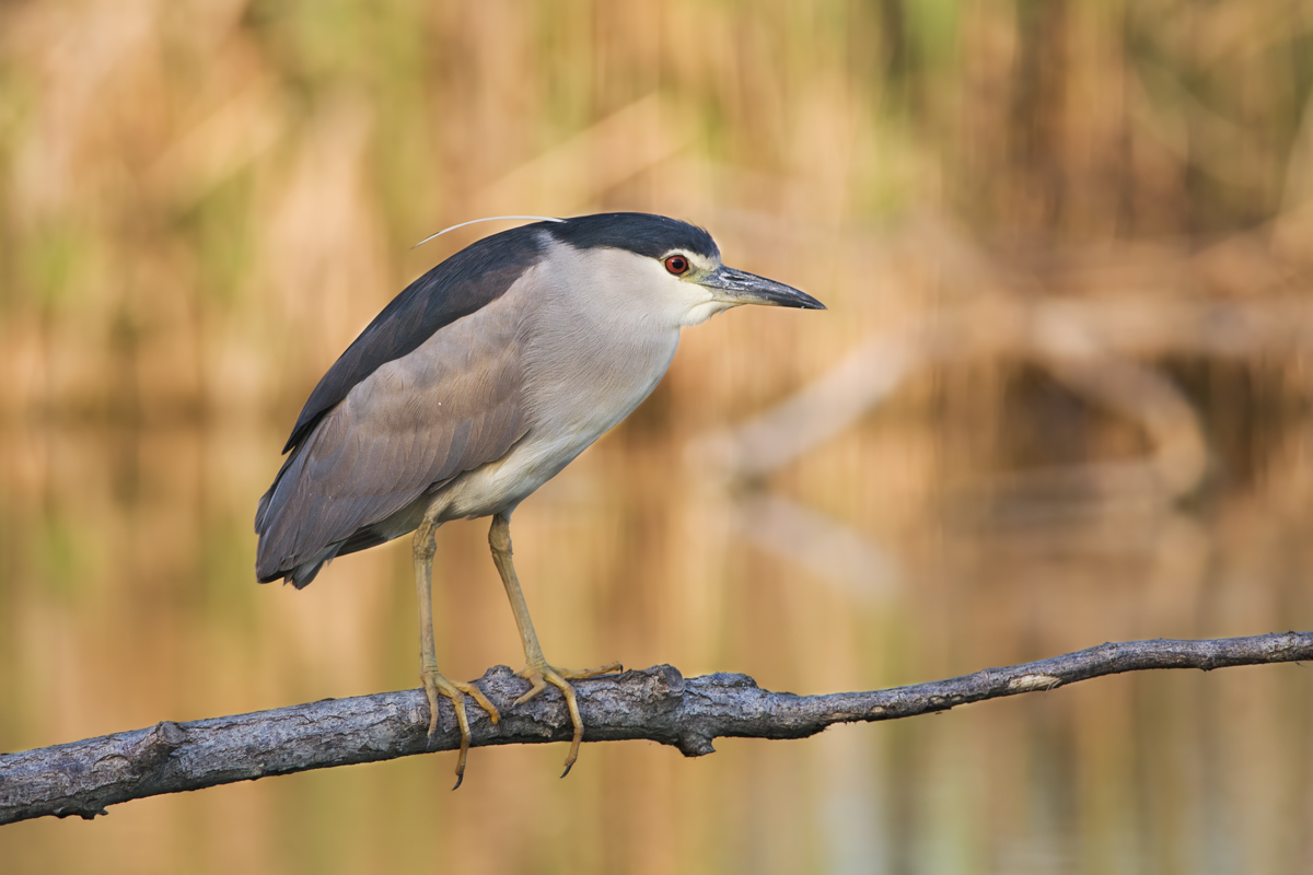 Night Heron...