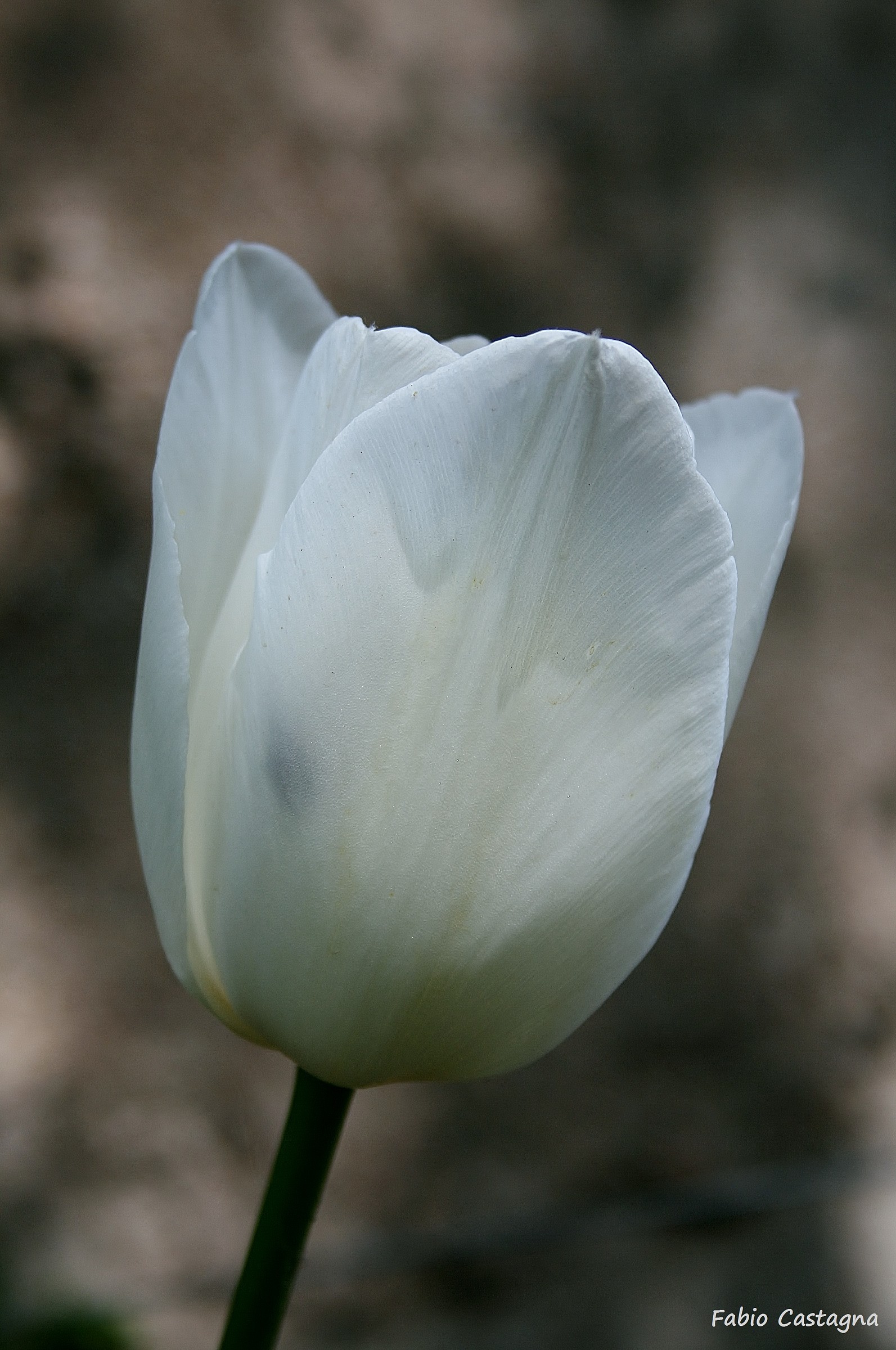Tulipano bianco...