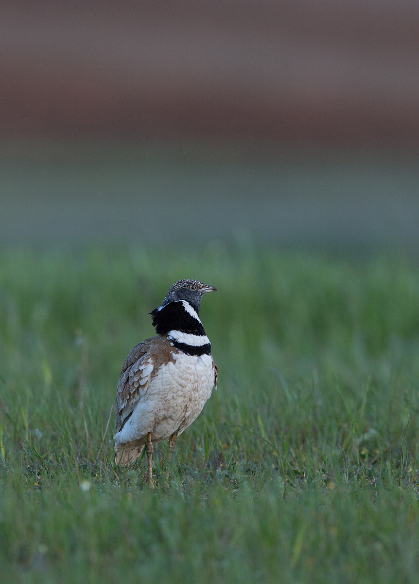 bustard...