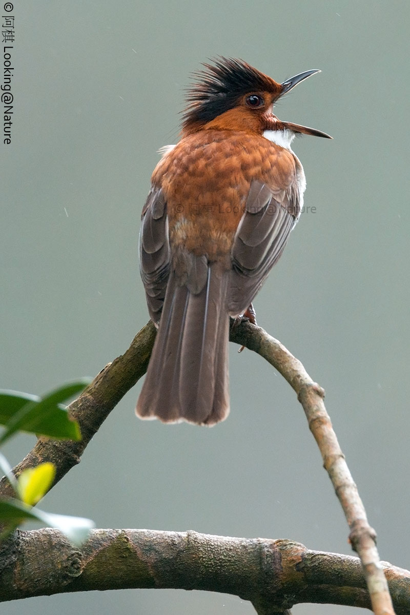 Chestnut Bulbul...