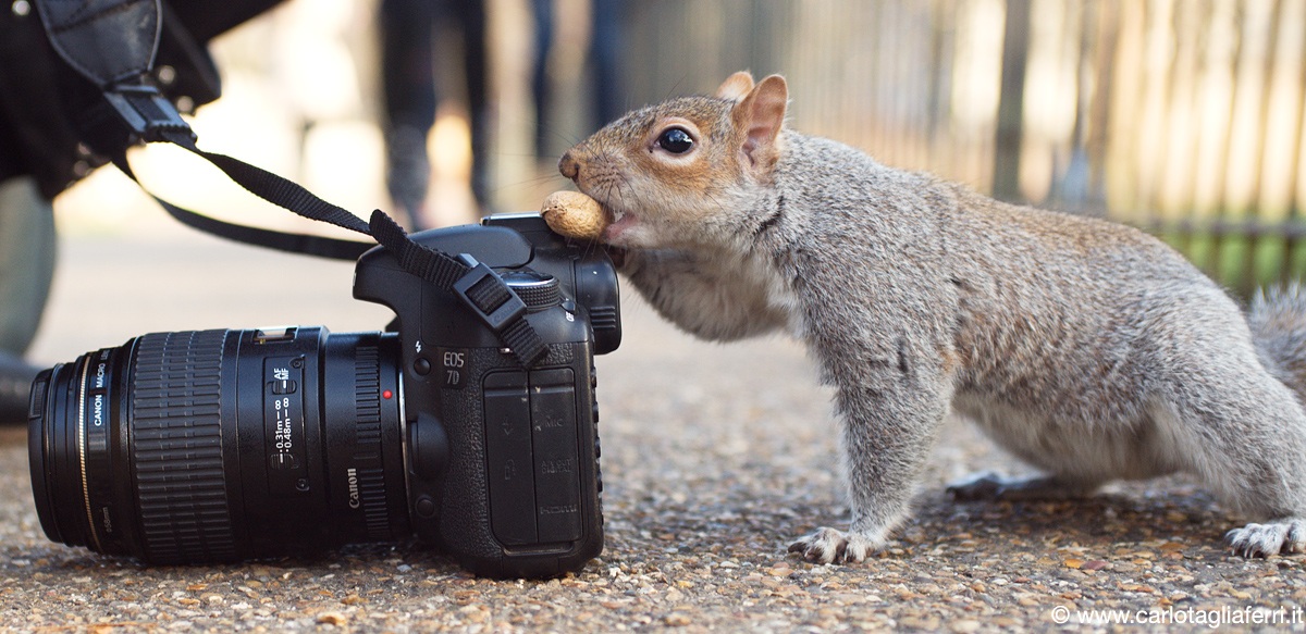 Squirrel photographer...