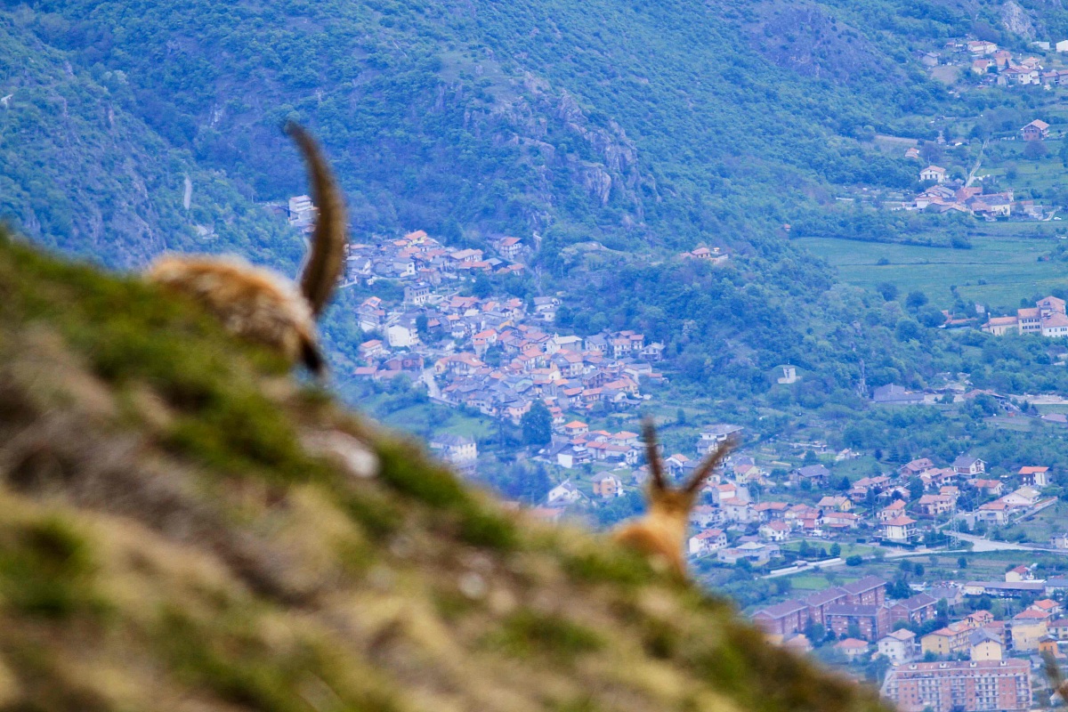 Ibex and the Susa Valley...