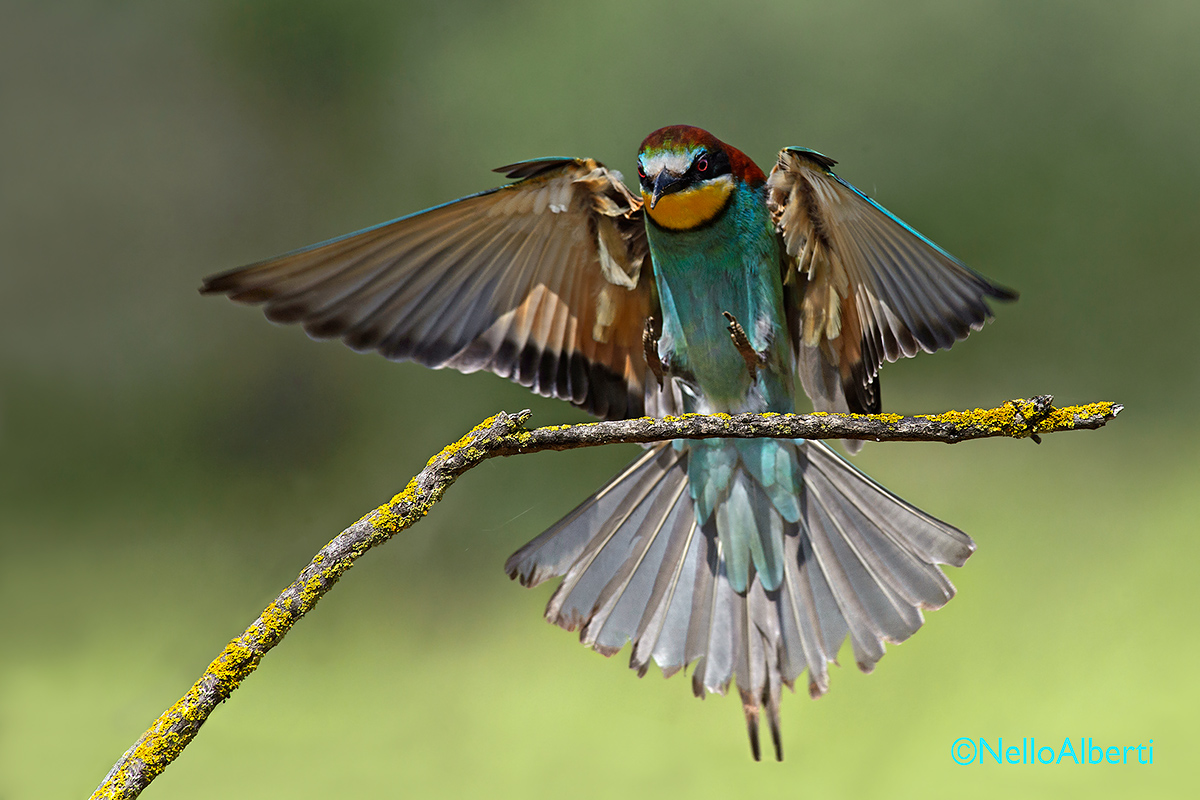 bee-eater coming to roost...