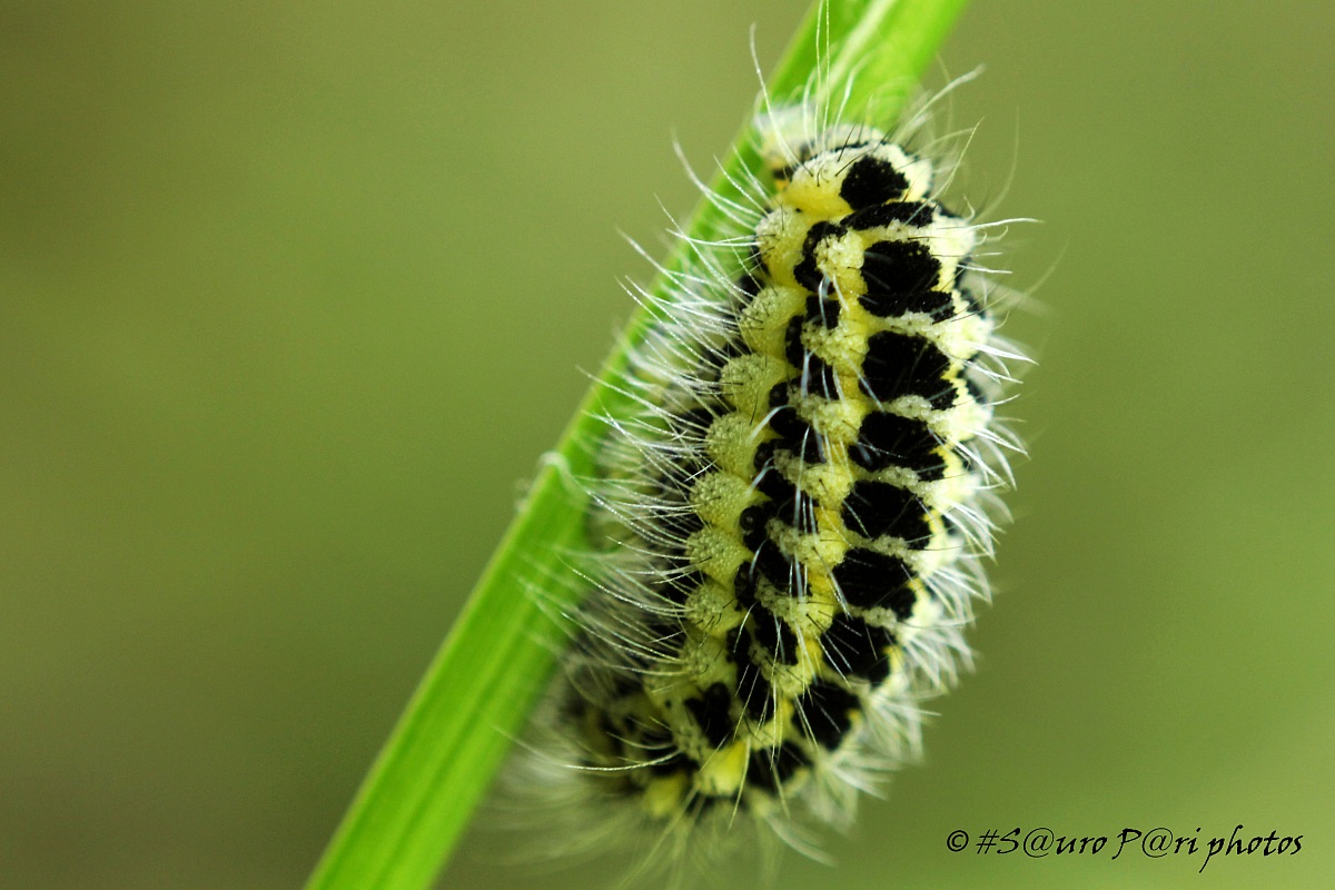 the first caterpillar of the year...
