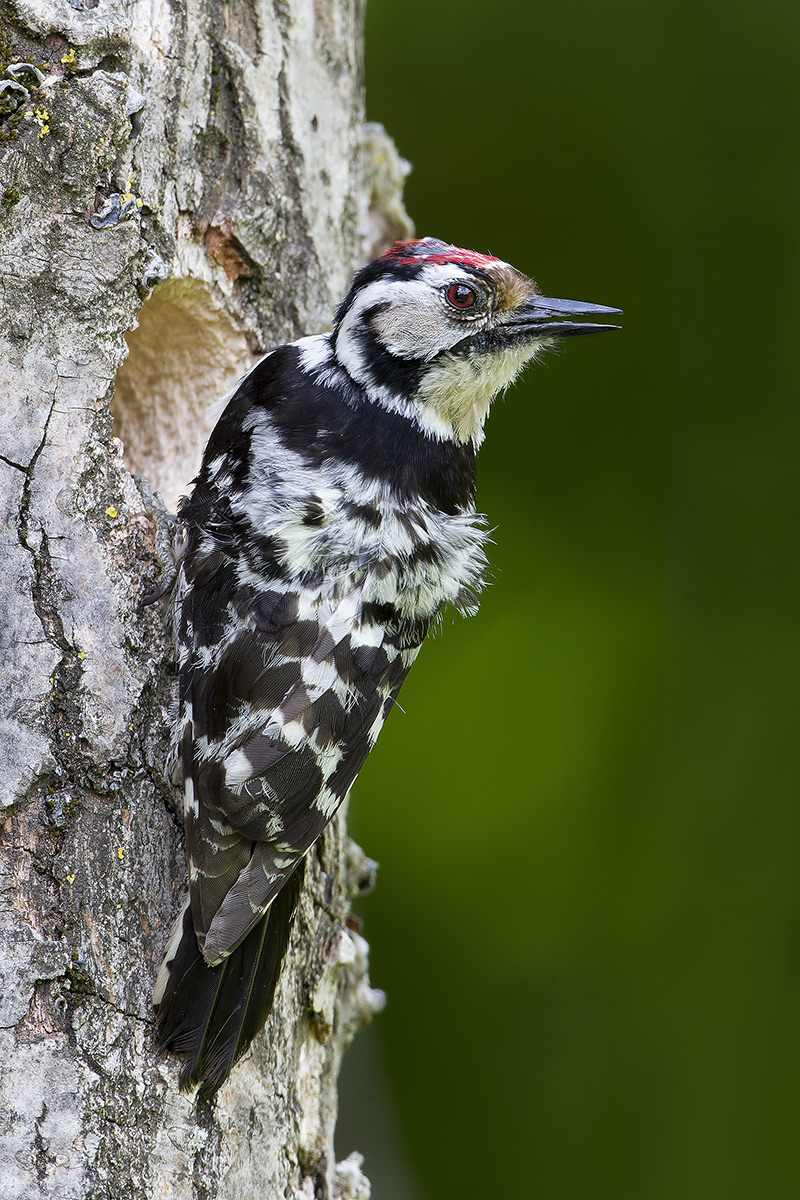 Lesser Spotted Woodpecker...