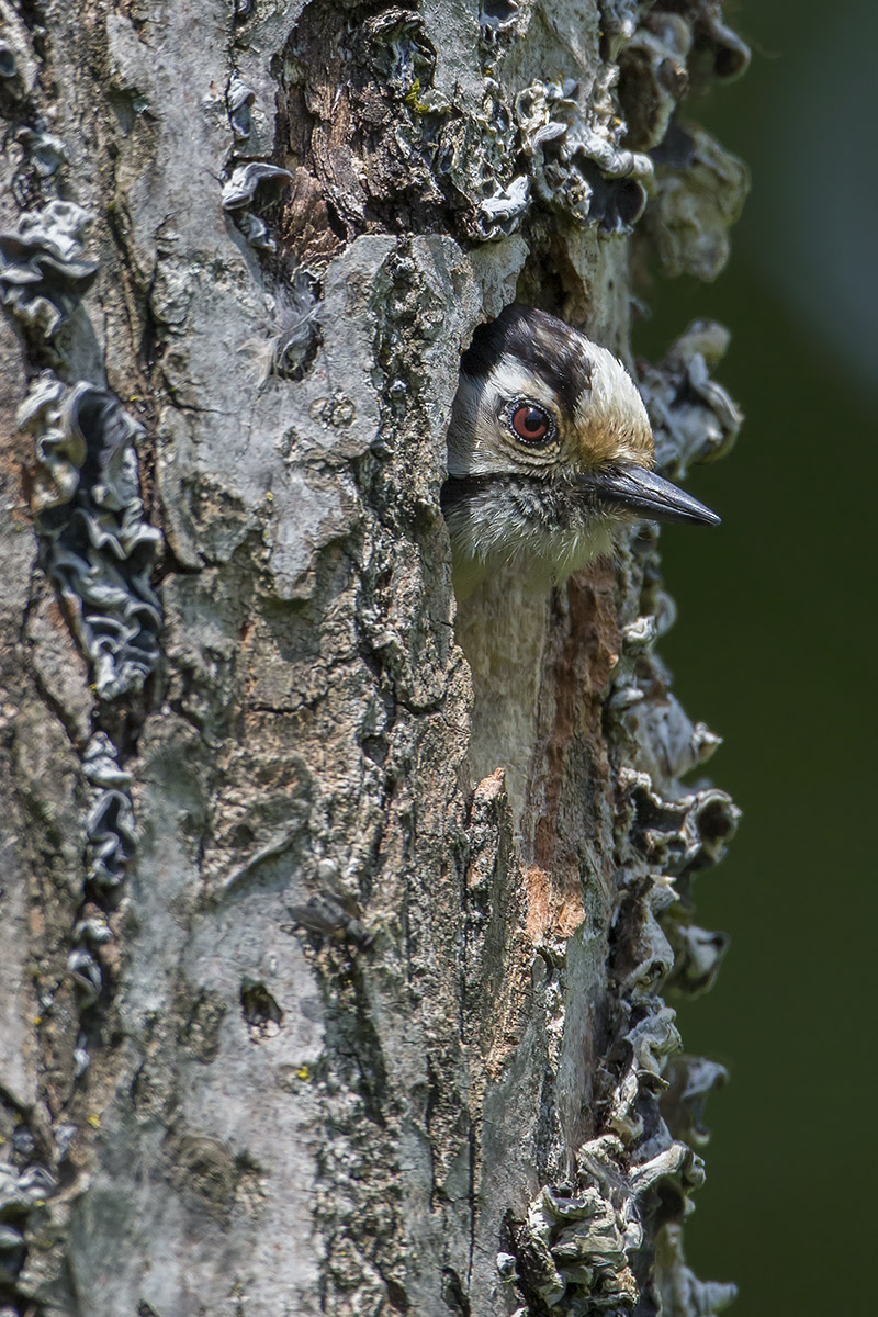 Lesser Spotted Woodpecker in hatching...