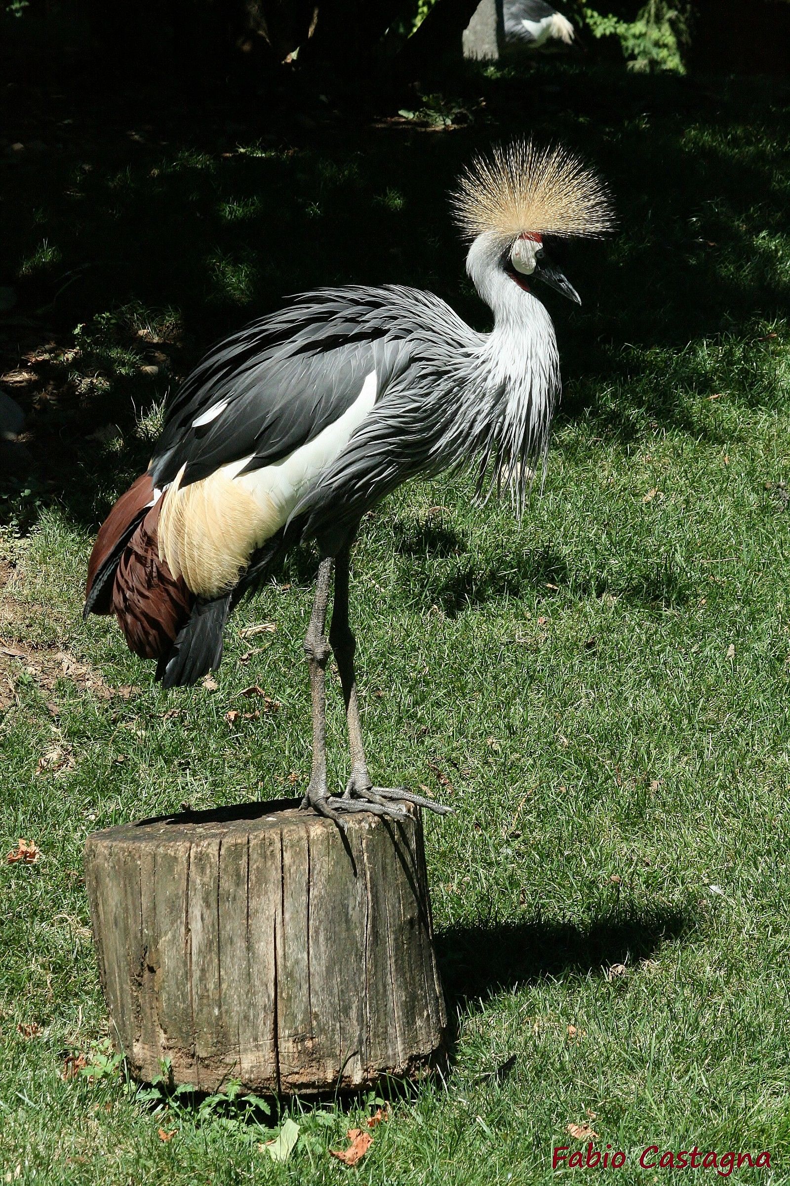 The Crowned Crane...