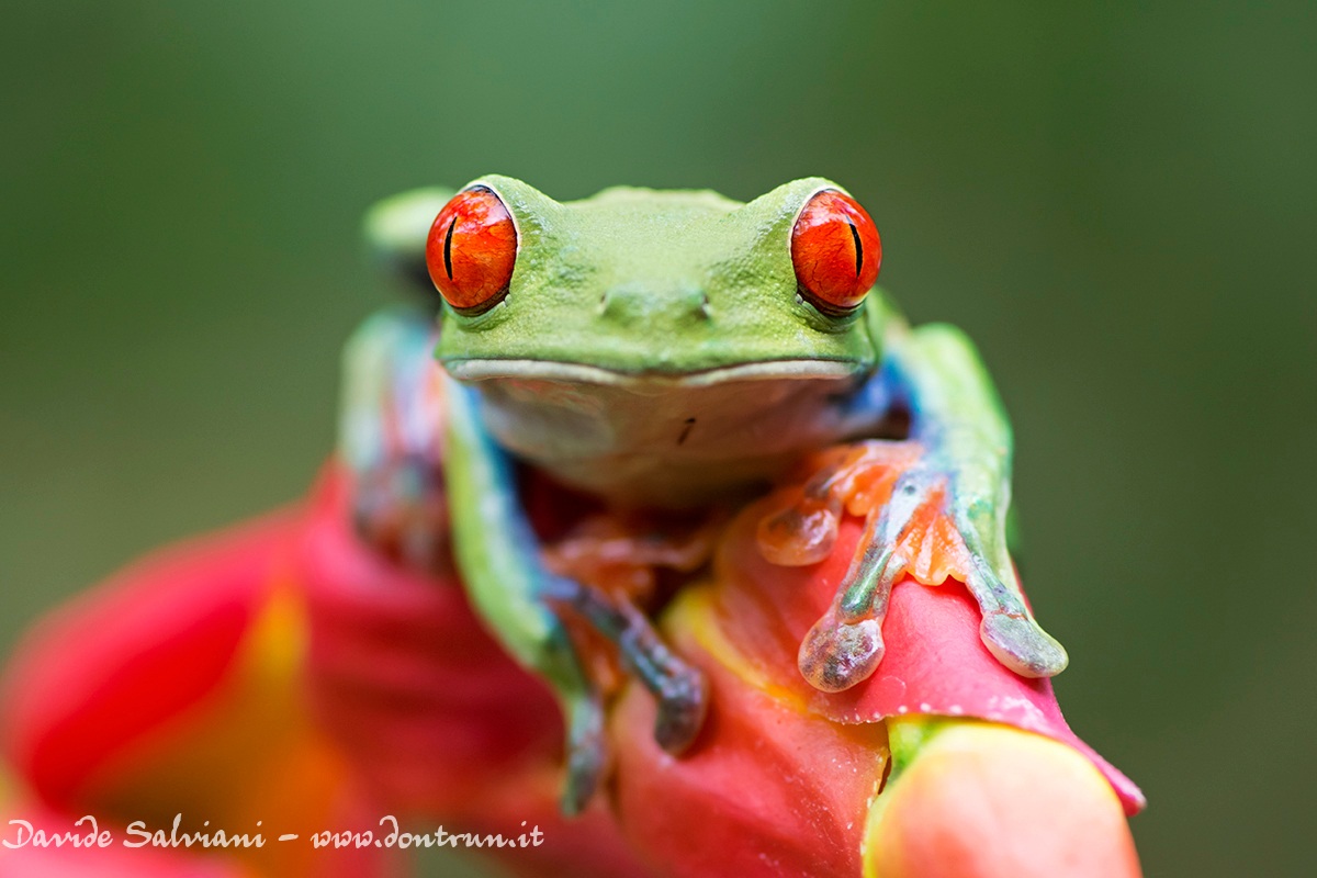 Adesso salto - Red eyed tree frog...