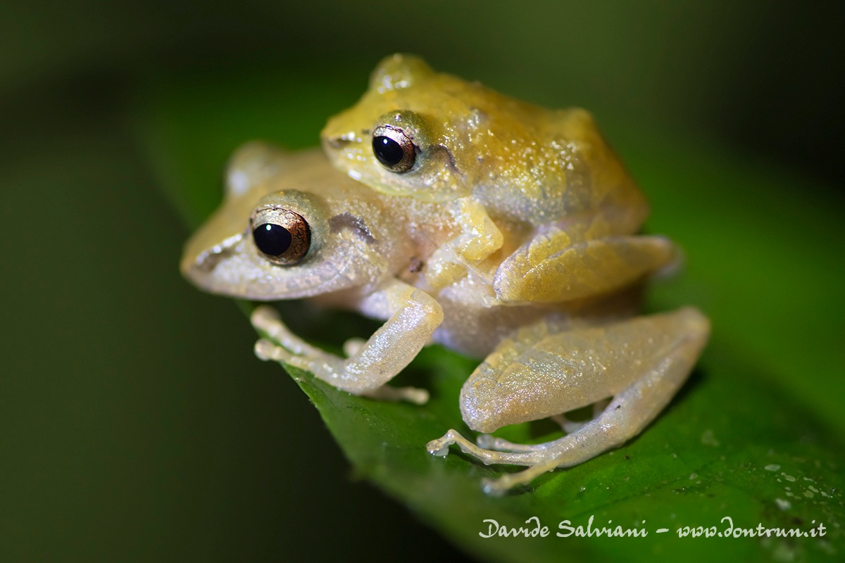 Lllove - Pygmy rain frog...