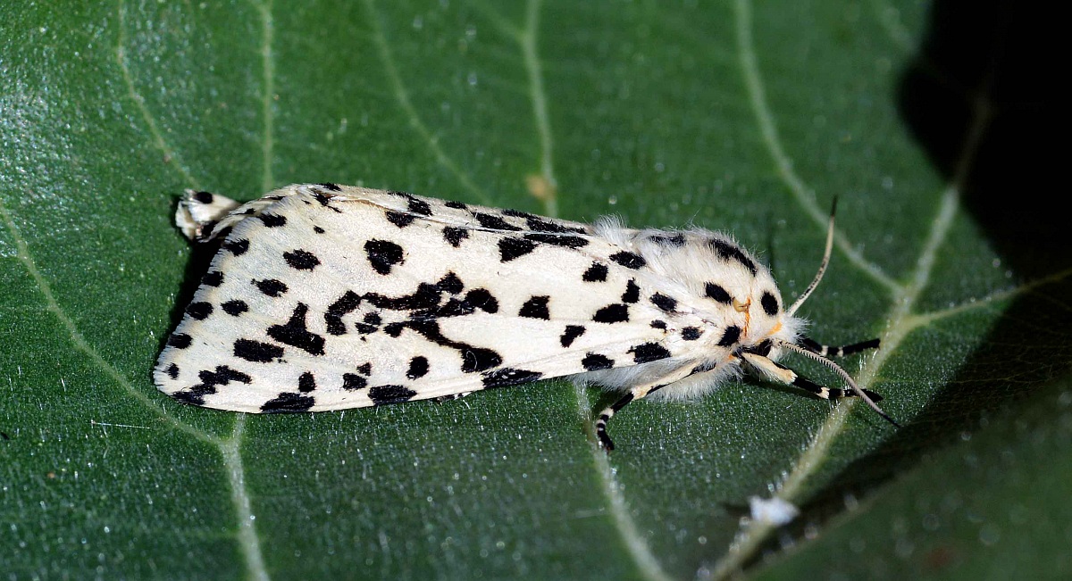 Moth...
