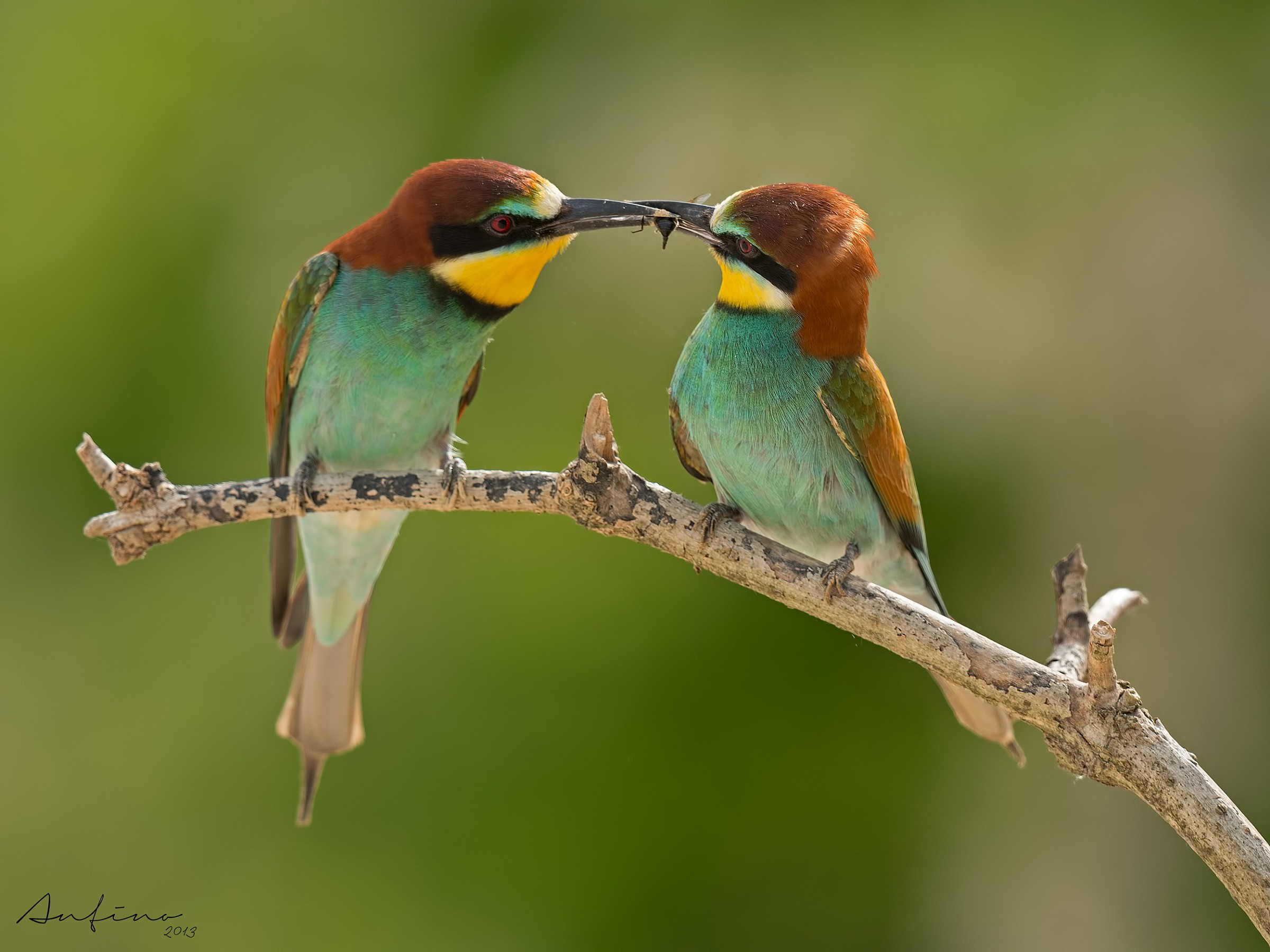 Bee-eaters...