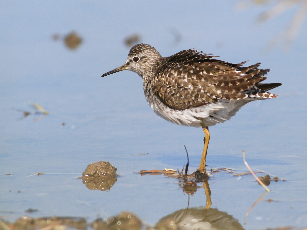 sandpipers...