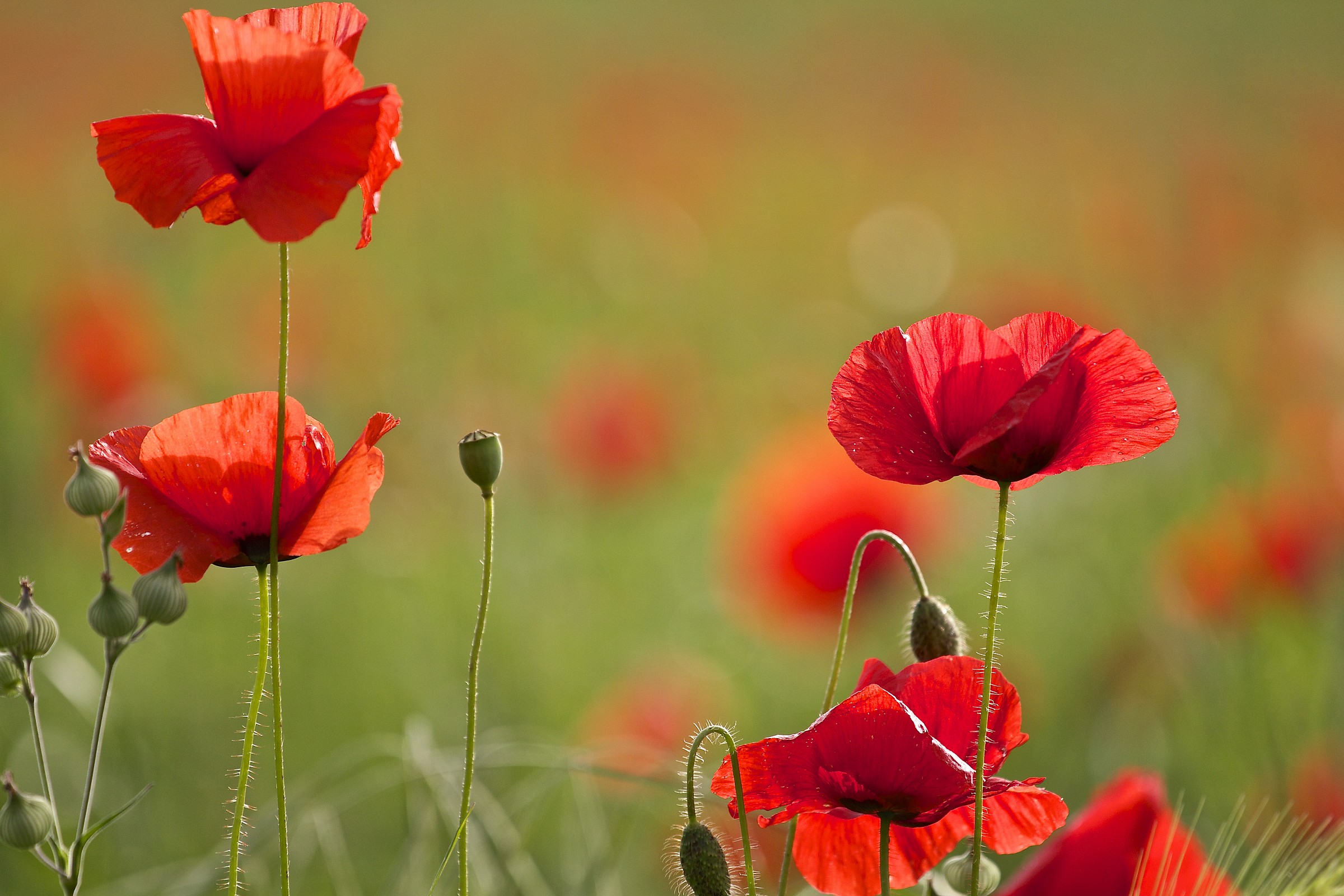 the poppy is also a flower .....