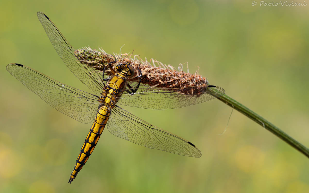 Yellow dragonfly in the sun...