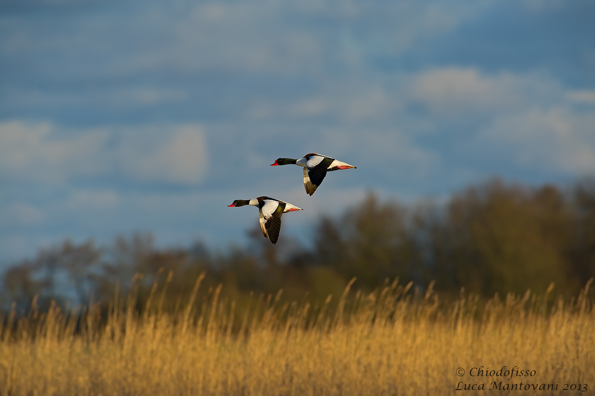 Framework with Shelducks...