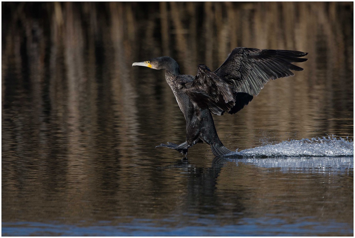 Cormorant...