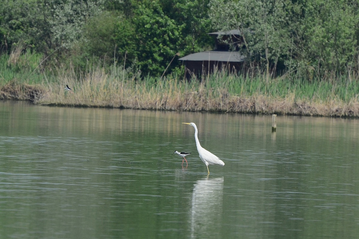 Great Egret and Knight of Italy...