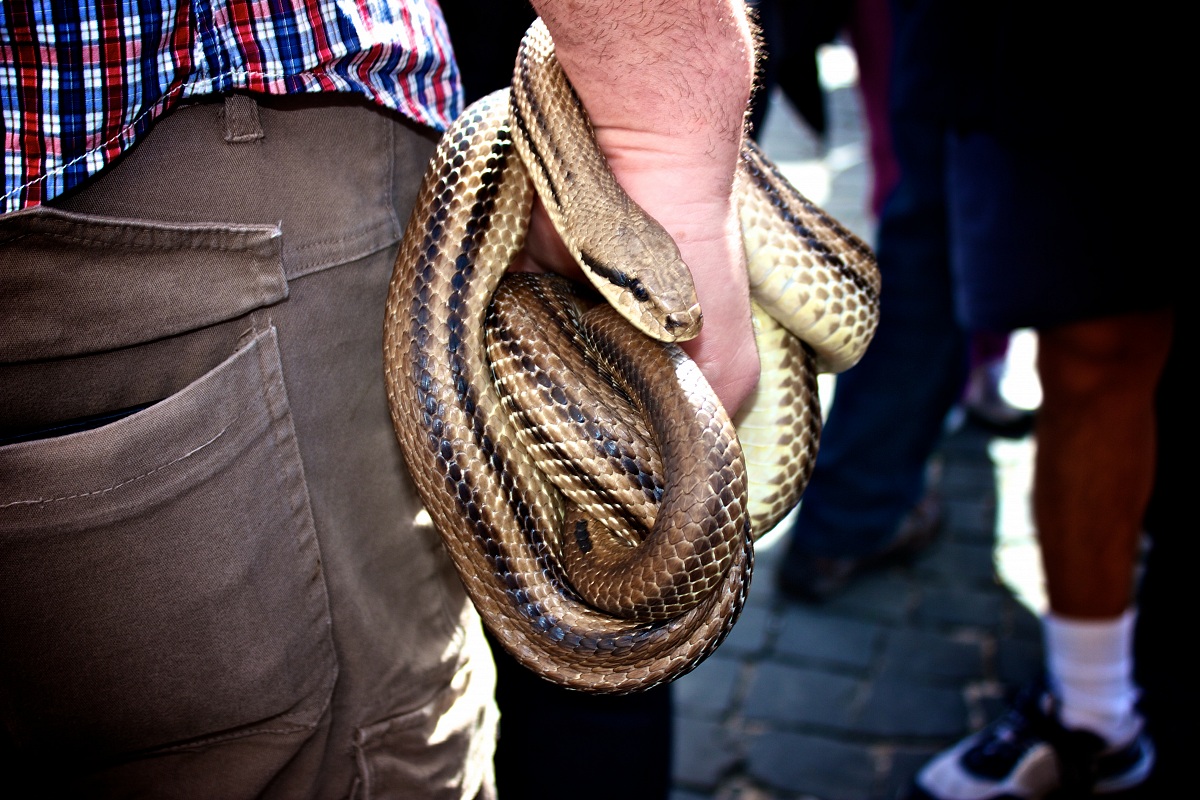 snake festival...
