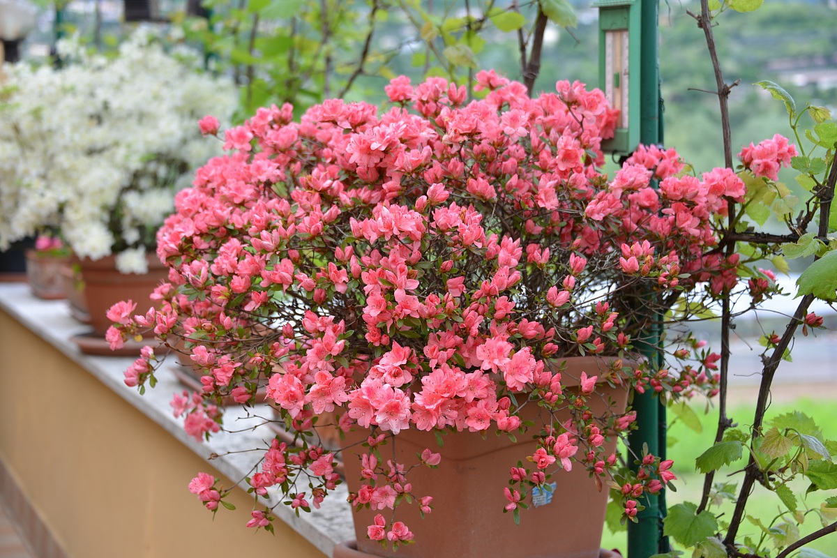 rododendro in fiore...