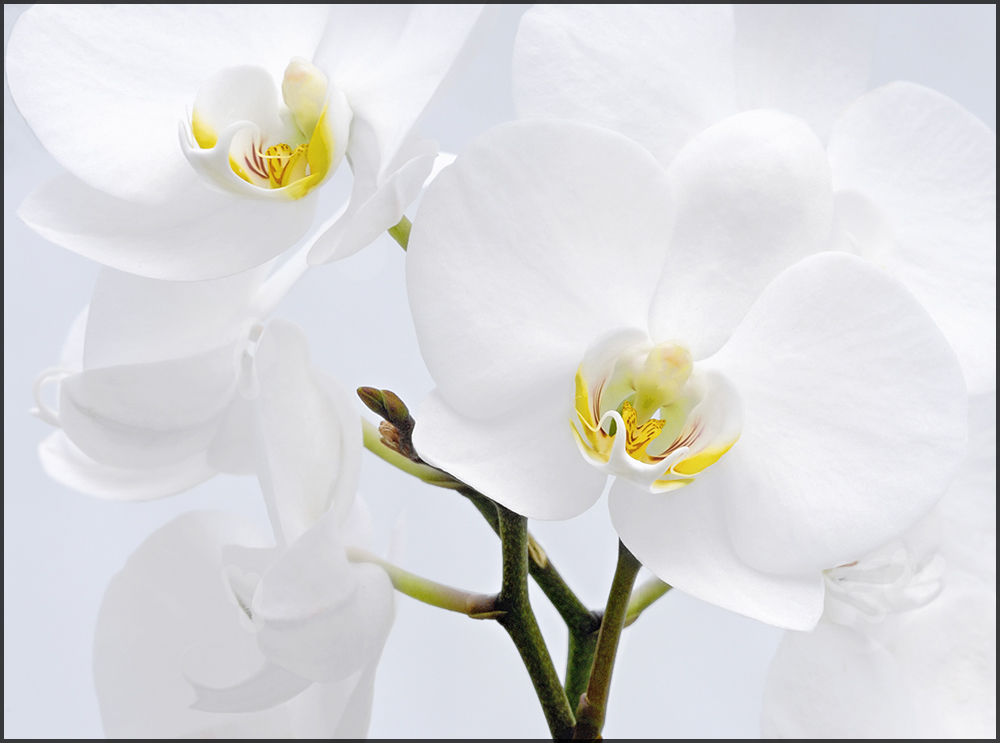 High key white orchids...