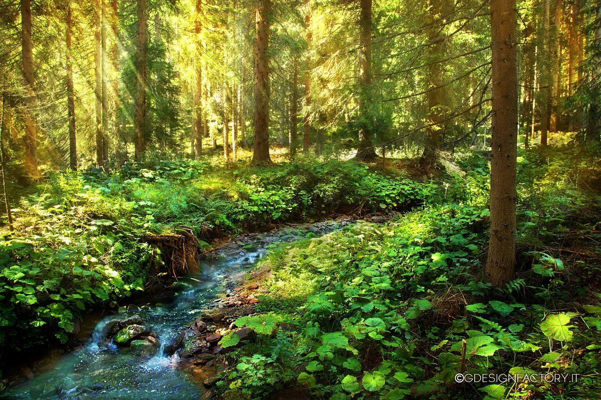 Lush forest...