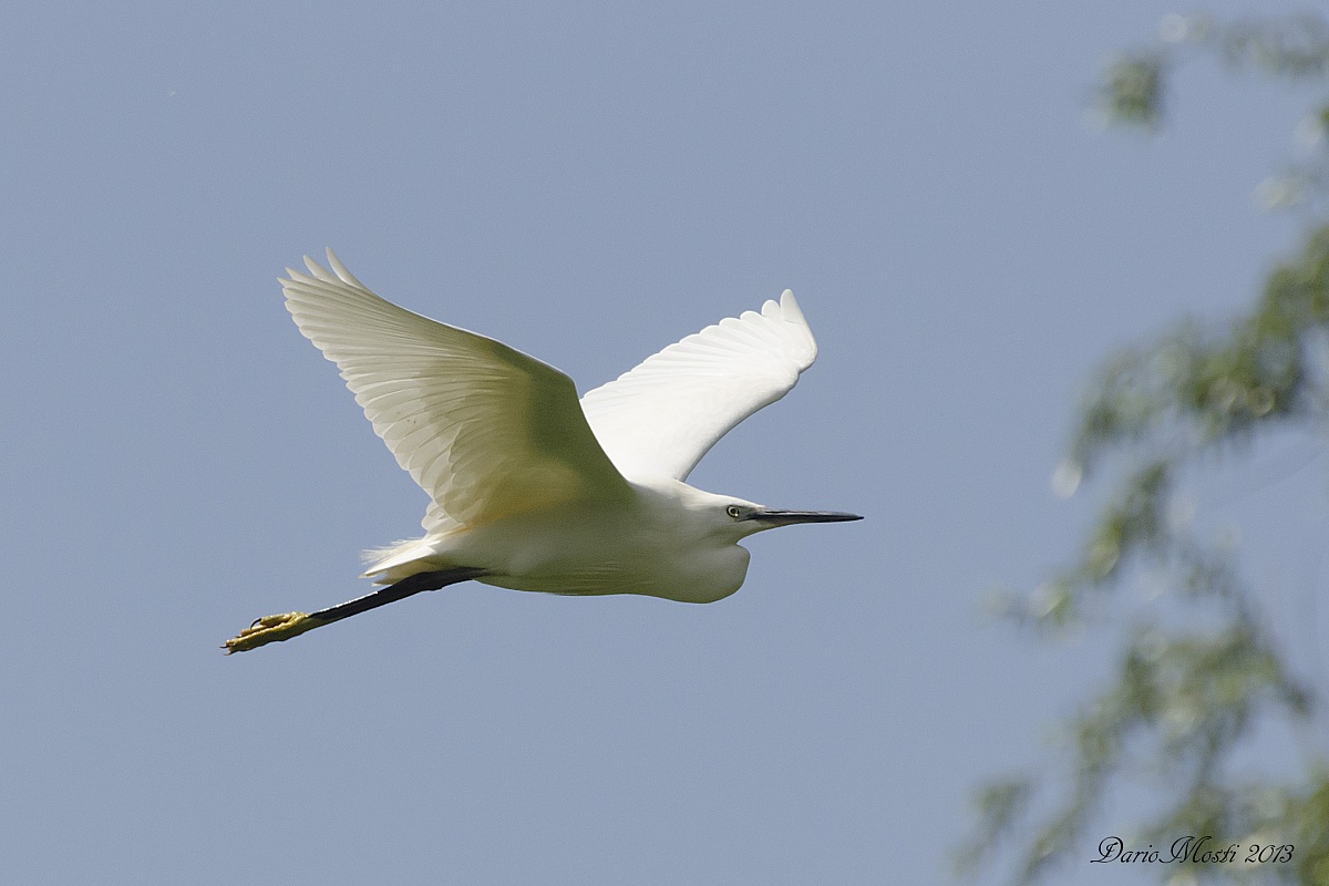 White Egret...