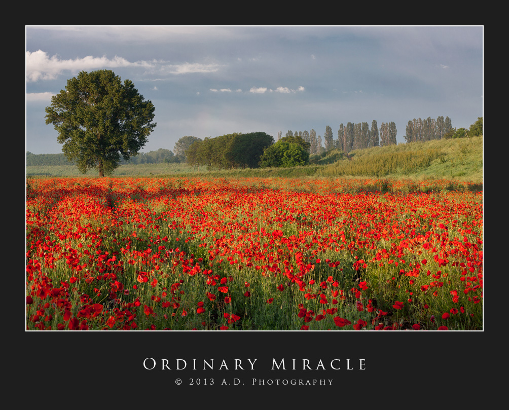 Ordinary Miracle...