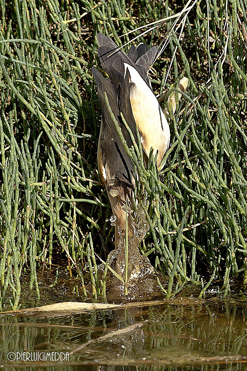 Bittern Ixobrychus minutus...