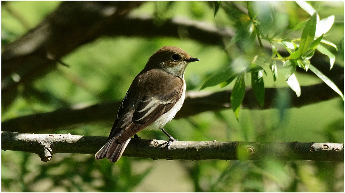 pied flycatcher...
