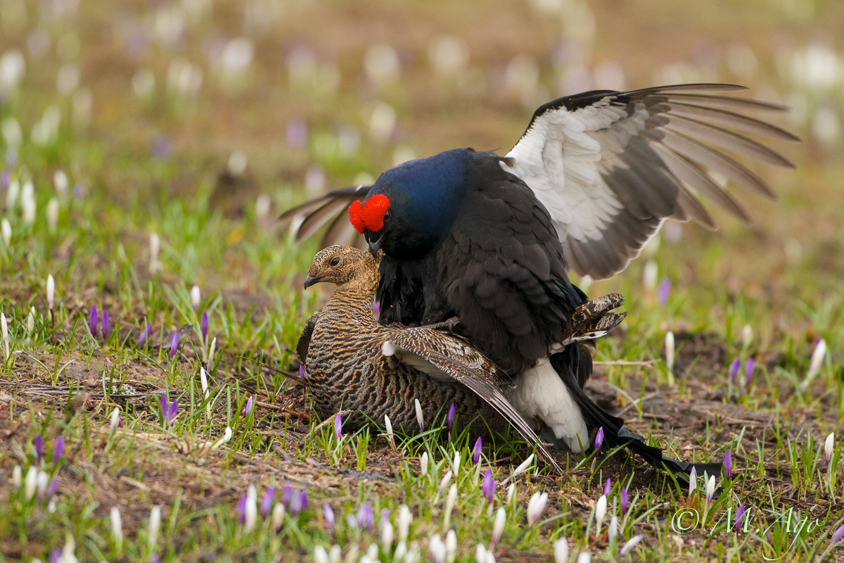 Black Grouse in coupling...