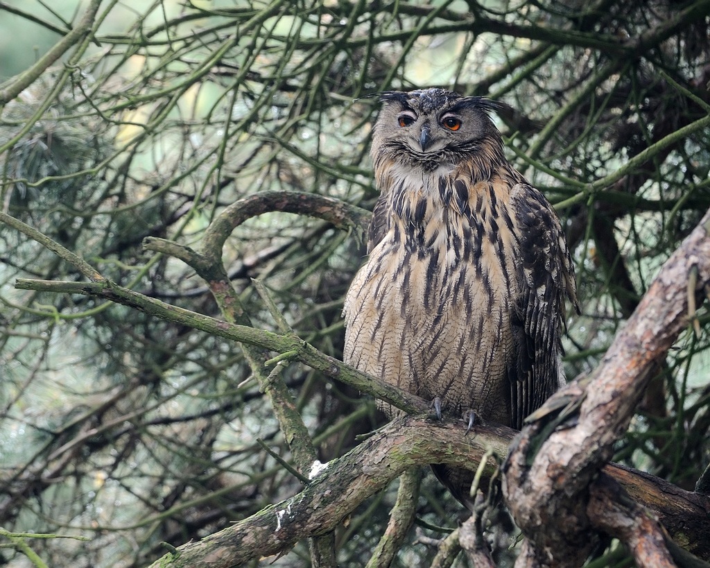 Eurasian Eagle-Owl nel suo habitat...