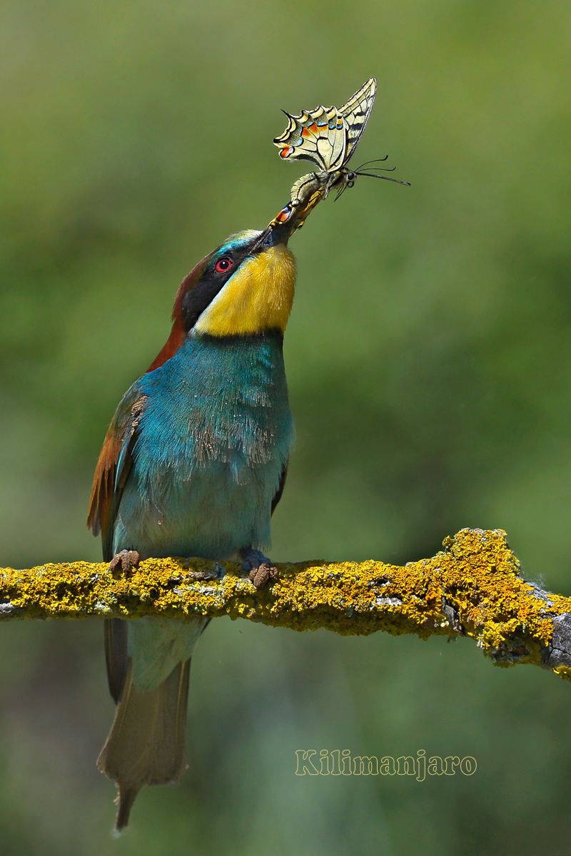 Bee-eater with butterfly...