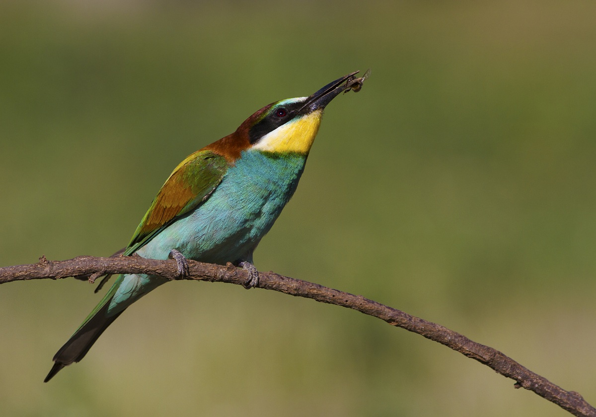 Bee-eater...