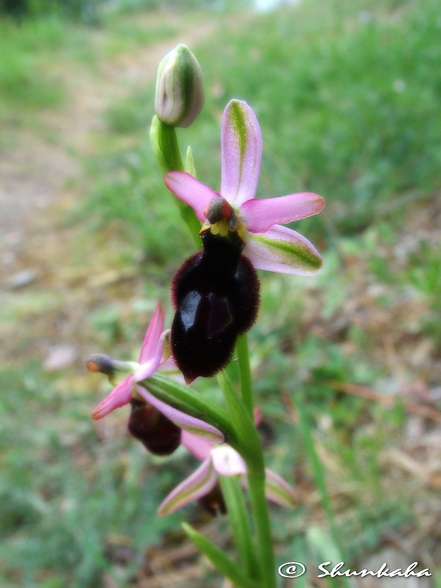 Ophrys sphegodes...