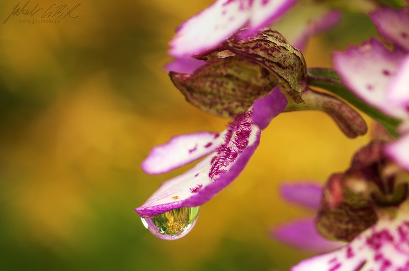Orchis purpurea...